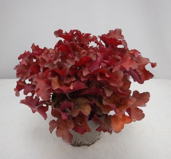HEUCHERA CRANBERRY