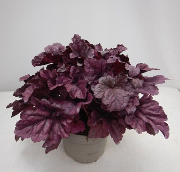 HEUCHERA FOREVER PURPLE
