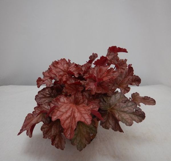 HEUCHERA FROSTED FLAME