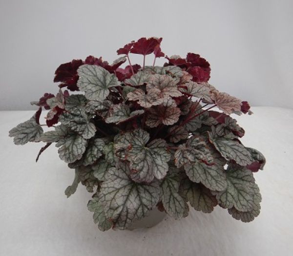 HEUCHERA HUCKLEBERRY