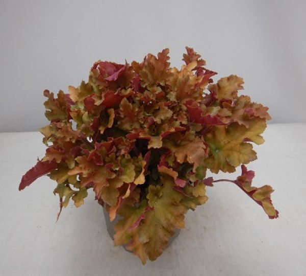 HEUCHERA MARMALADE