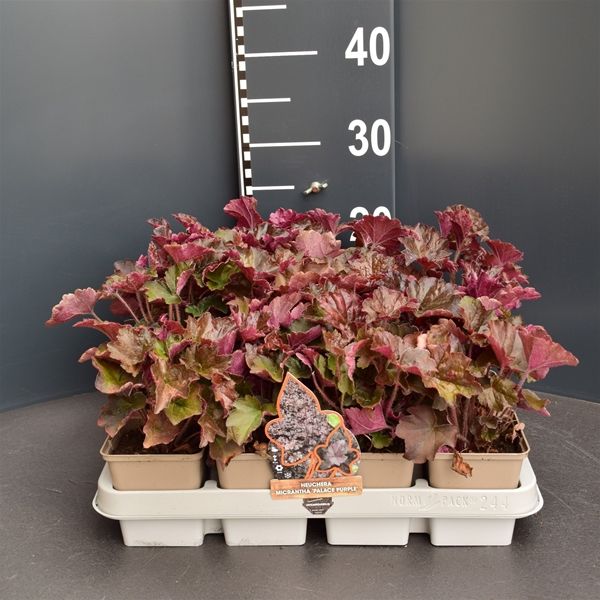 HEUCHERA PALACE PURPLE