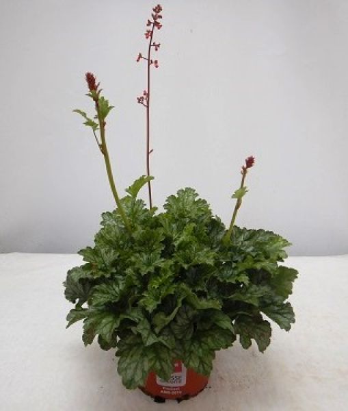 HEUCHERA PARIS