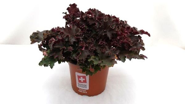 HEUCHERA PURPLE PETTICOATS