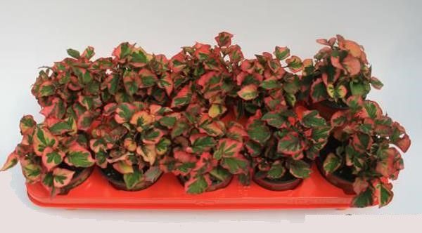 HOUTTUYNIA CORDATA