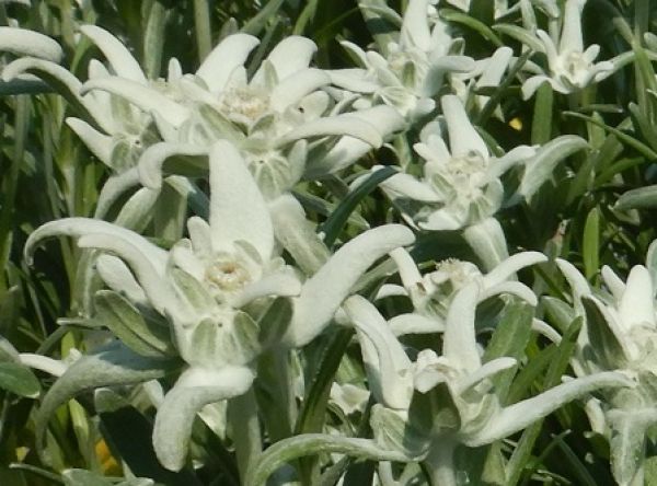 LEONTOPODIUM ALPINUM