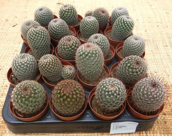 MAMMILLARIA MATUDAE