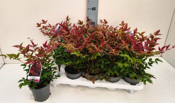 NANDINA DOMESTICA OBSESSED SEIKA