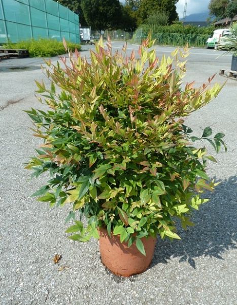 NANDINA DOMESTICA TOUFFE