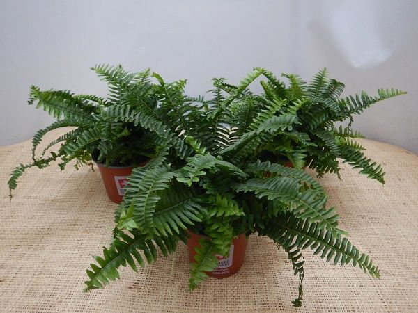 NEPHROLEPIS CHESTER