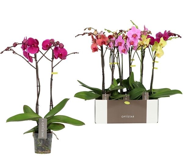 PHALAENOPSIS 2T MIX OPTIFLOR