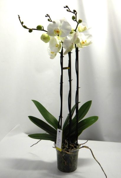 PHALAENOPSIS 3T BIJOUX MOONSTONE