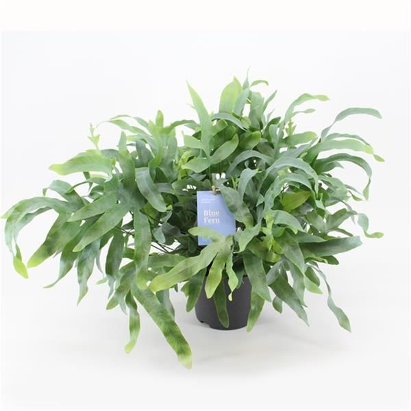 PHLEBODIUM AUREUM BLUE STAR