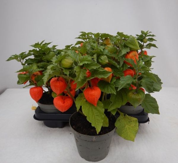 PHYSALIS ALKEKENGI