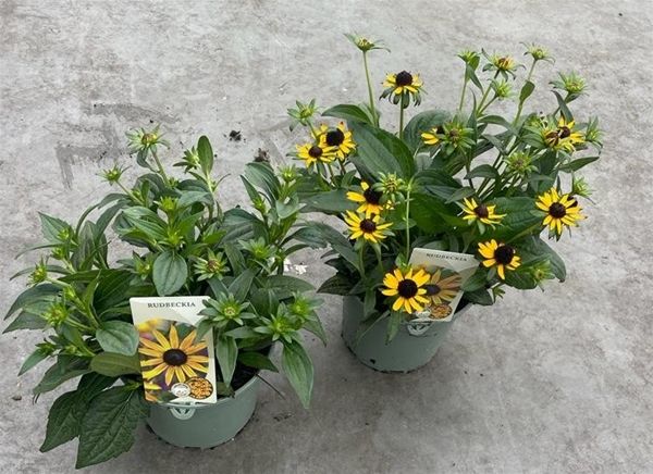 RUDBECKIA LITTLE GOLDSTAR