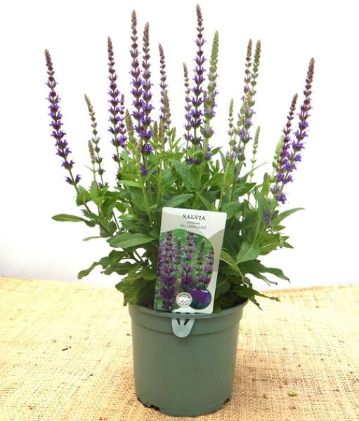 SALVIA OSTFRIESLAND