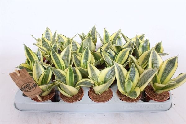 SANSEVERIA GOLDEN  HAHNII