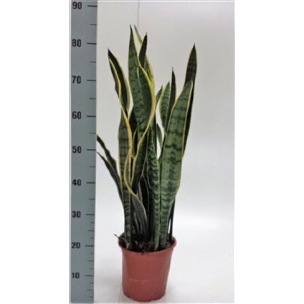 SANSEVERIA LAURENTII