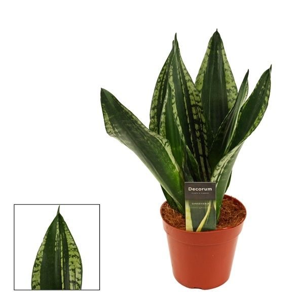 SANSEVERIA SILVERFLAME