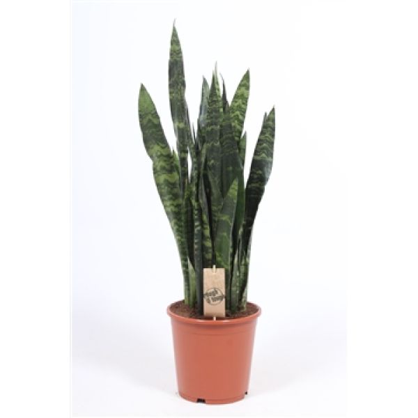SANSEVERIA TRIF. BLACK CORAL