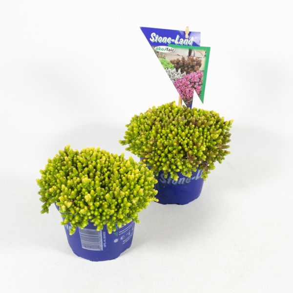 SEDUM ACRE