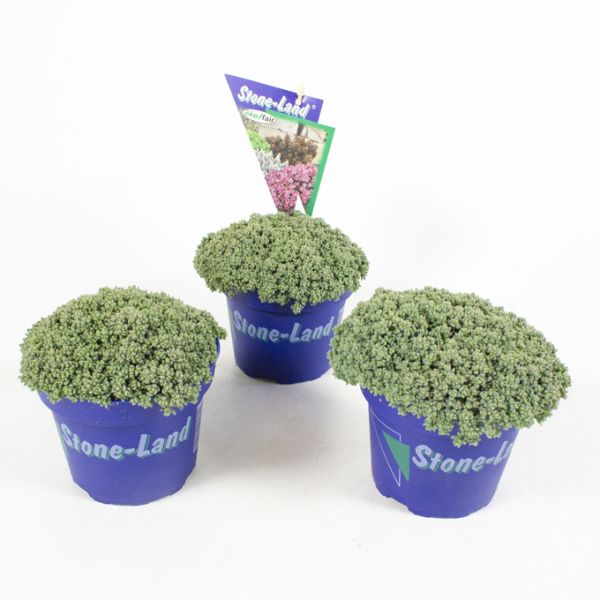 SEDUM DASYPHYLLUM STONELAND