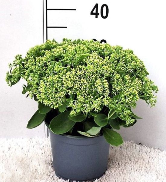 SEDUM HERBSTFREUDE