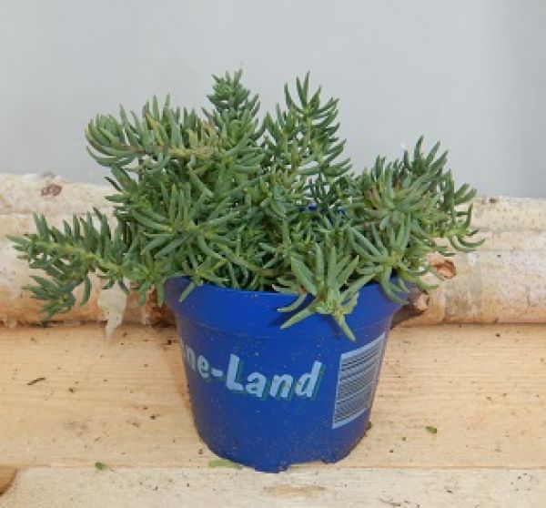 SEDUM REFLEXUM STONELAND