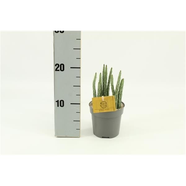 SENECIO STAPELIAEFORMIS