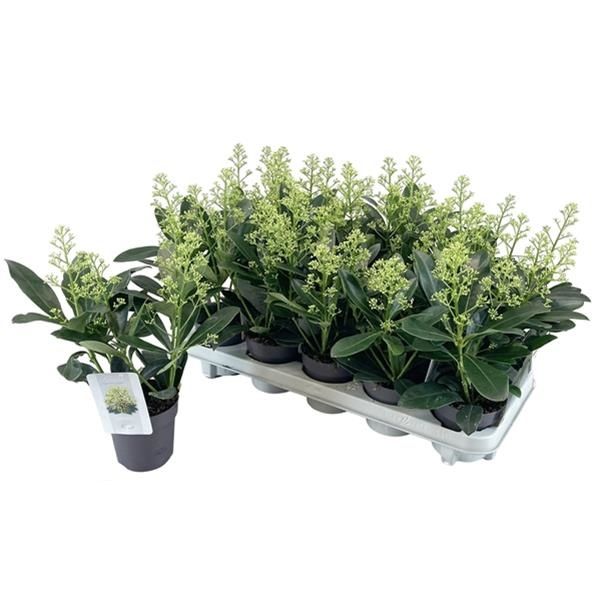 SKIMMIA JAP. FINCHY