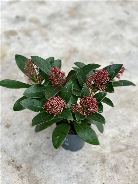 SKIMMIA JAP. RUBELLA