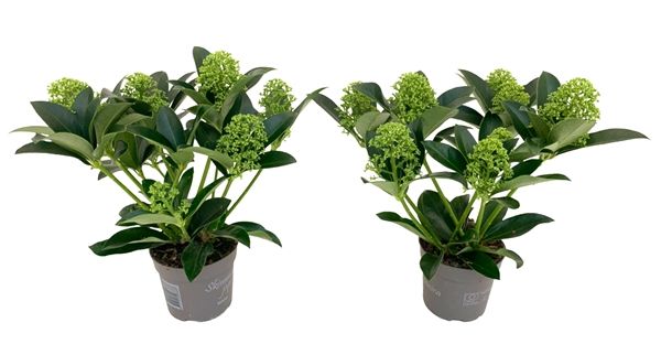 SKIMMIA JAPONICA WHITE GLOBE