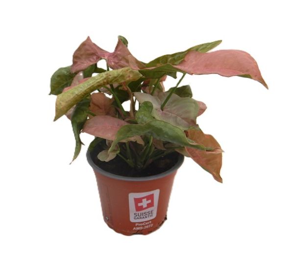 SYNGONIUM NEON