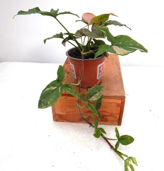 SYNGONIUM PINK SPLASCH