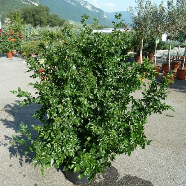 TECOMA CAPENSIS