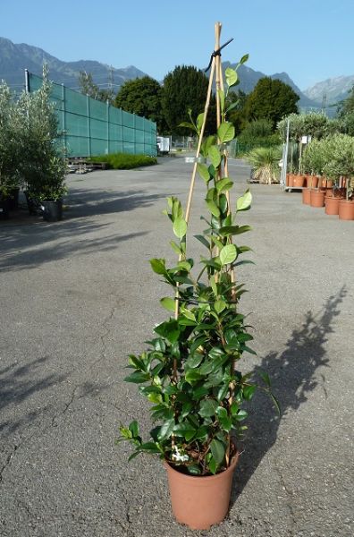 TRACHELOSPERMUM JASMINOIDE