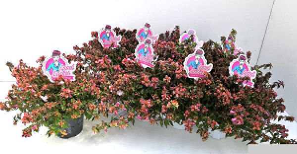 ABELIA GRANDIFLORA
