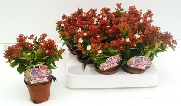 ABELIA GRANDIFLORA MINI