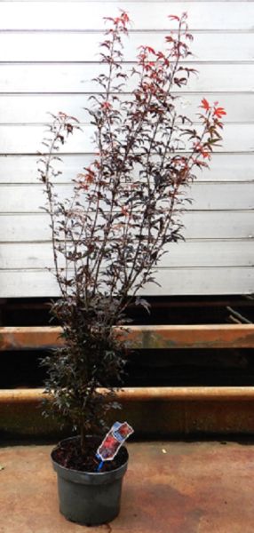 ACER PALMATUM SKEETERS BROOM