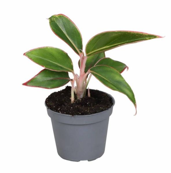AGLAONEMA ARACEAE