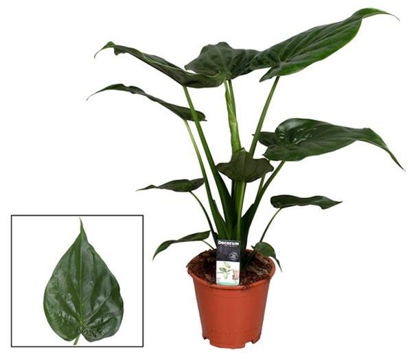 ALOCASIA CUCULLATA