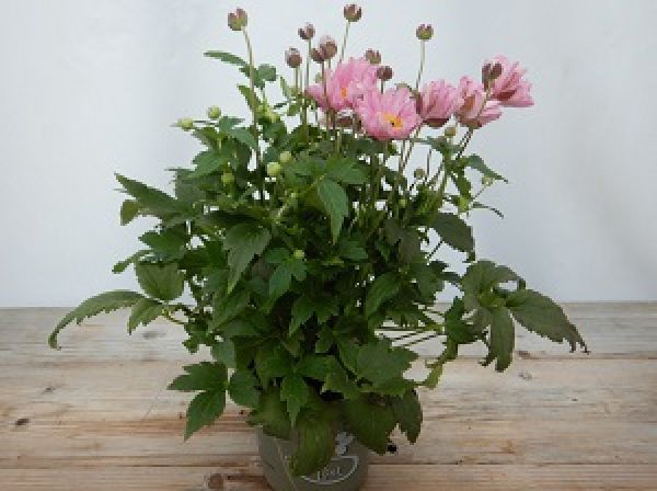 ANEMONE HUPEHENSIS