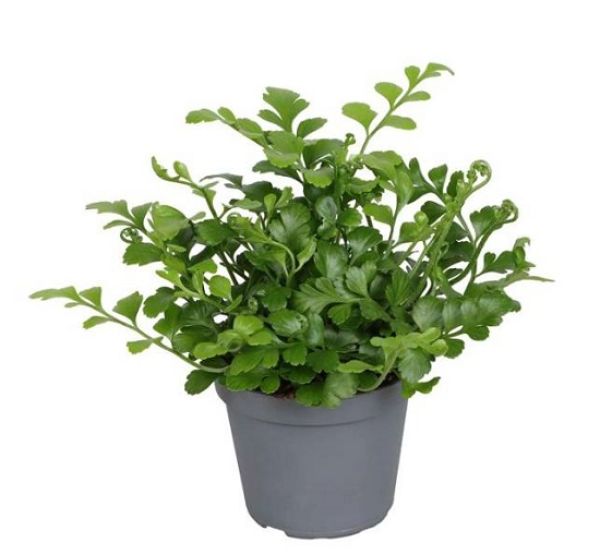 ASPLENIUM PARVATI