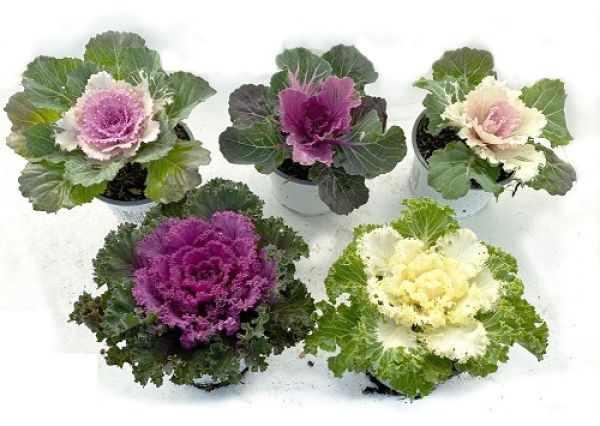 BRASSICA MIX