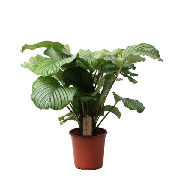 CALATHEA ORBIFOLIA