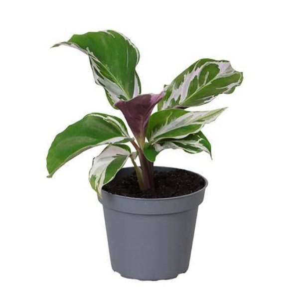 CALATHEA SPECIES