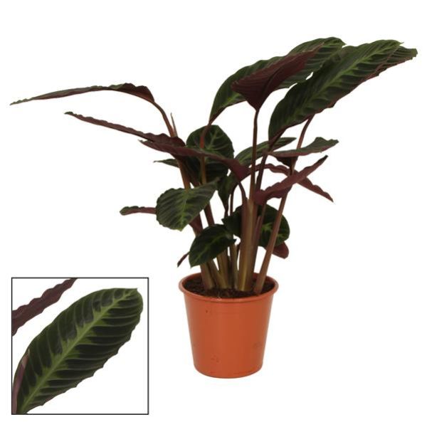 CALATHEA WARCEWICZII