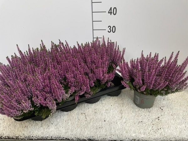 CALLUNA B.L. LILA