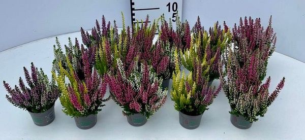CALLUNA B.L. MINI TWIN