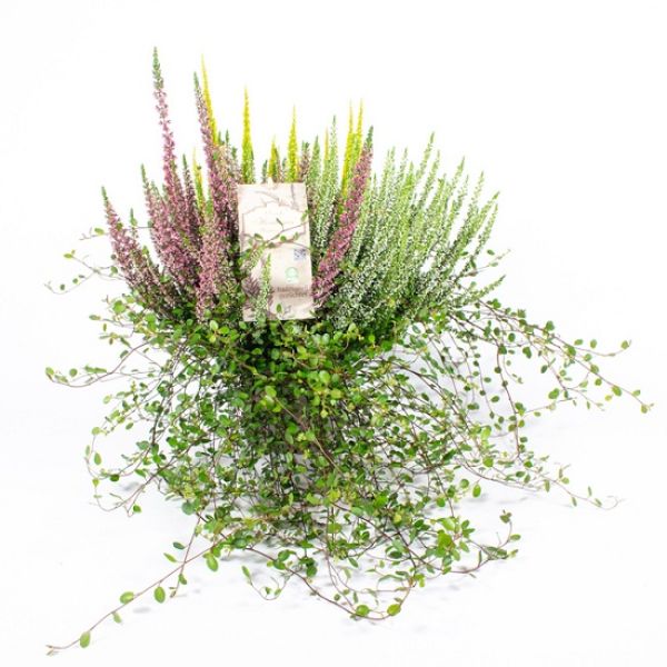 CALLUNA B.L. MIX + MUEHLENB.